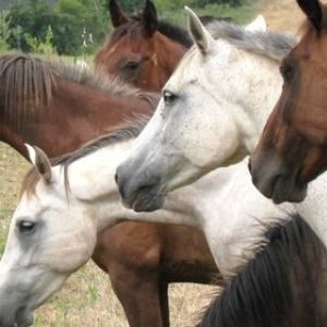 constelar con caballos
