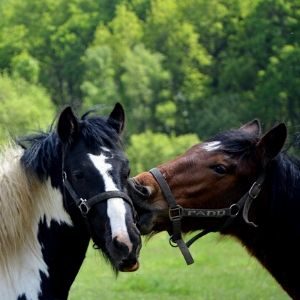 sesiones lenguaje no corporal de los caballos