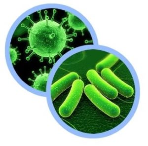 Virus y bacteria