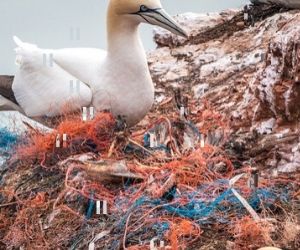 los animales viven entre el plástico