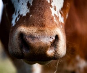 leche y carne de vaca mejor que sea ecológica