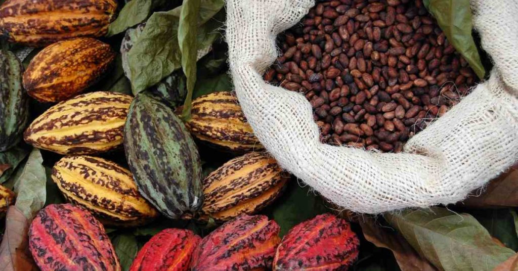 Chocolate propiedades nutricionales semillas de cacao
